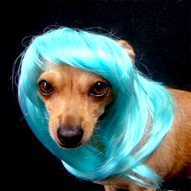 Fabulous Puppy Wig