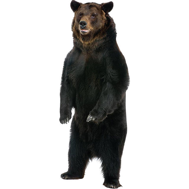 Life Size Bear Cutout