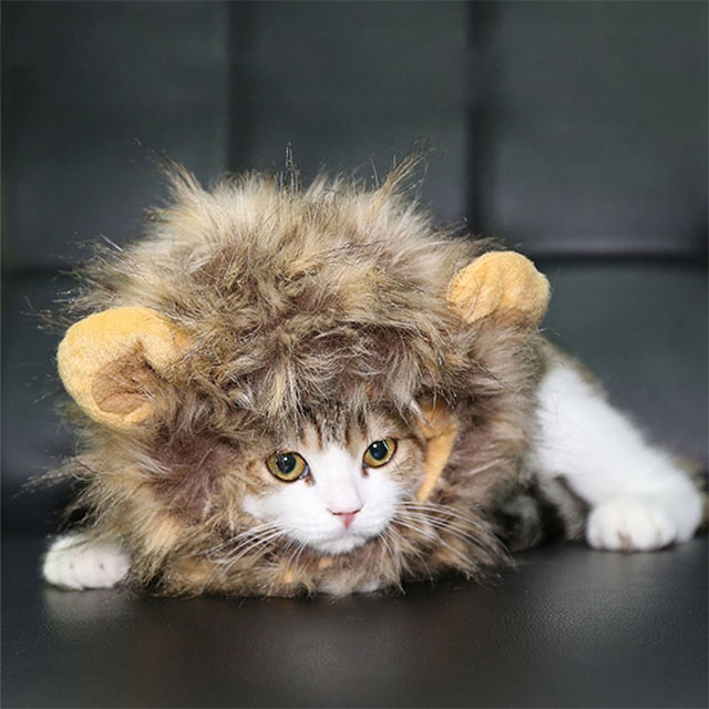 The Cutest Little Lion Mane for Cats and Small Dogs