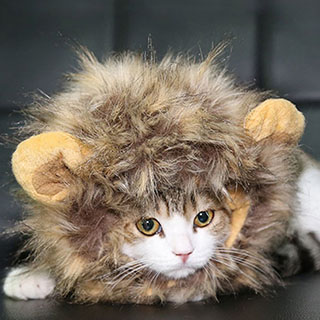 The Cutest Little Lion Mane for Cats and Small Dogs