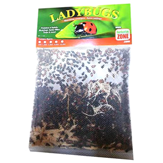1500 Ladybugs