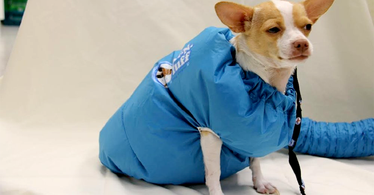 Dog Drying Machine drunkMall