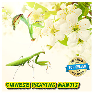 Live Praying Mantis