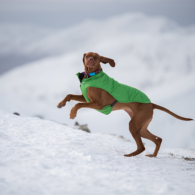 FitBark Wearable for Dogs