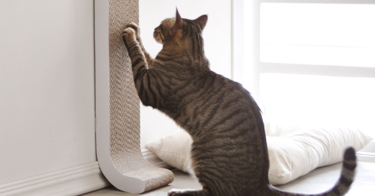 Discreet Cat Scratch PadFB كيف تجعل القط يسمع الكلام؟ - تدريب الطاعة للقطط 1 كيف تجعل القط يسمع الكلام؟ - تدريب الطاعة للقطط